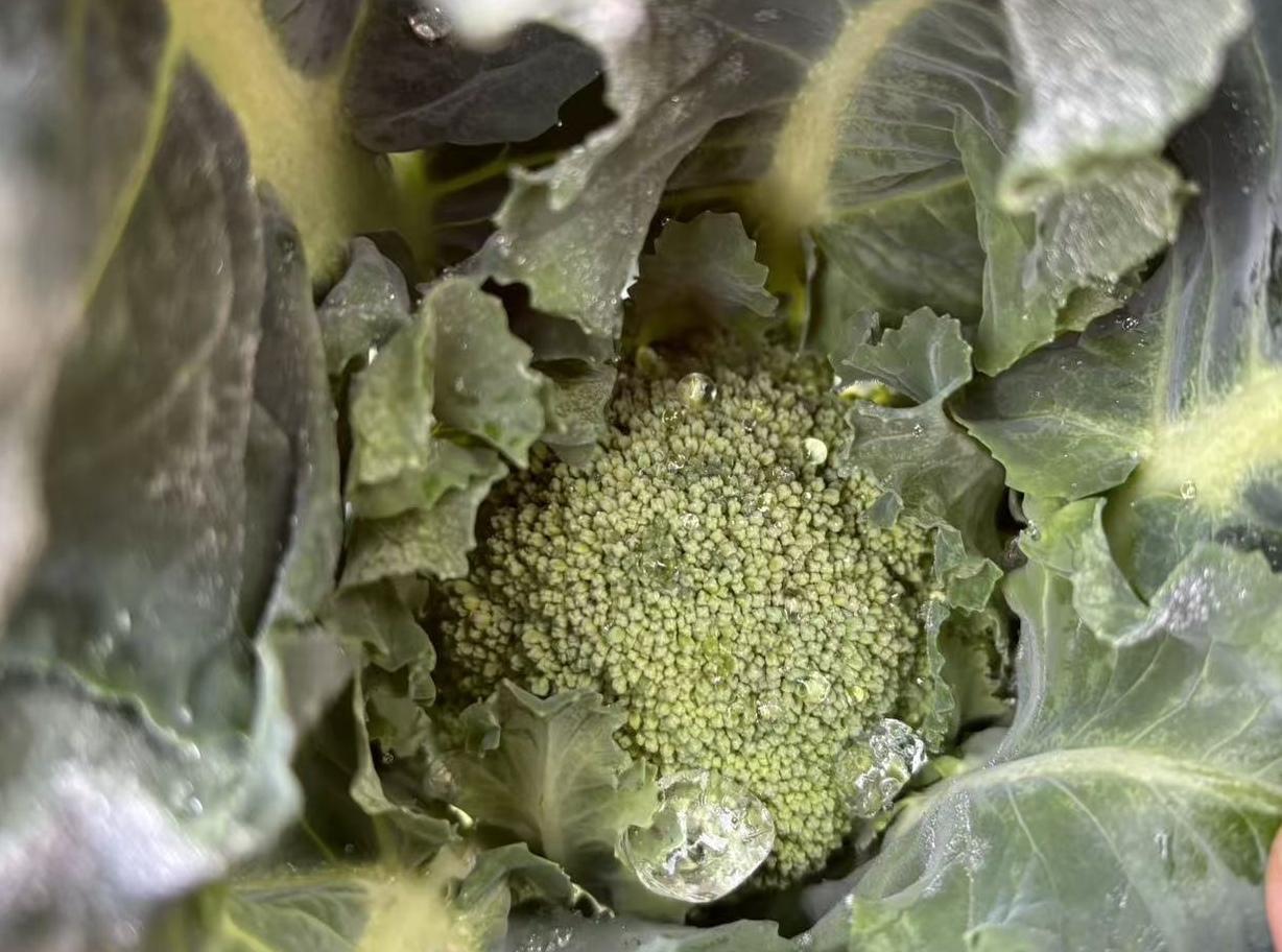 有一对婆媳，为了婚礼的份子钱撕破脸皮，争论不休。她们都想要这笔钱。我能说酒席