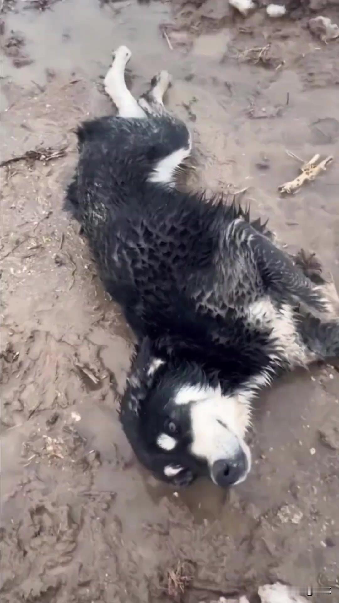 泪目了！这天一位小哥哥去河边钓鱼，结果看到一只可怜的狗狗在河里一上一下挣扎着，很