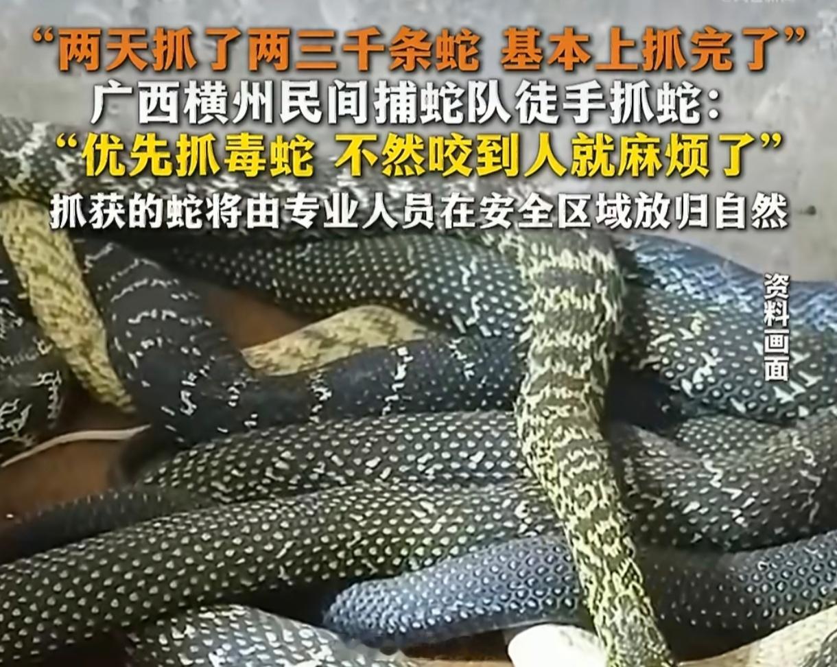横州捕蛇队已抓到两三千条蛇刷到横州捕蛇队真的太令人佩服了！洪水退了蛇躲进鞋里、柜