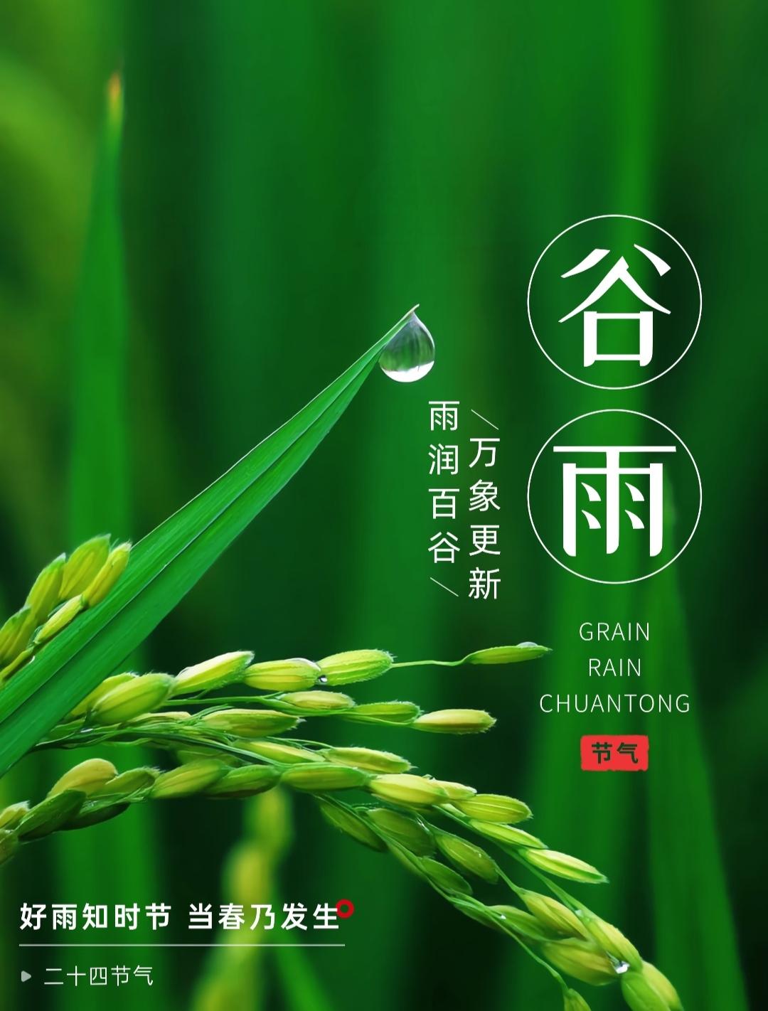 轻烟润野稻秧青，晓霁和风万物醒，时序谷雨忙农事，满垄新秧待夏成