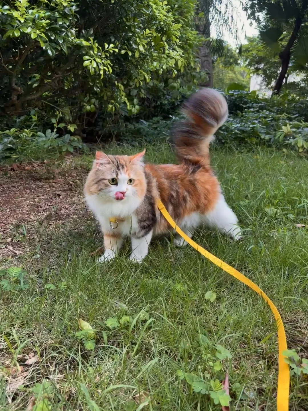 没人相信这是我捡回来的小流浪猫