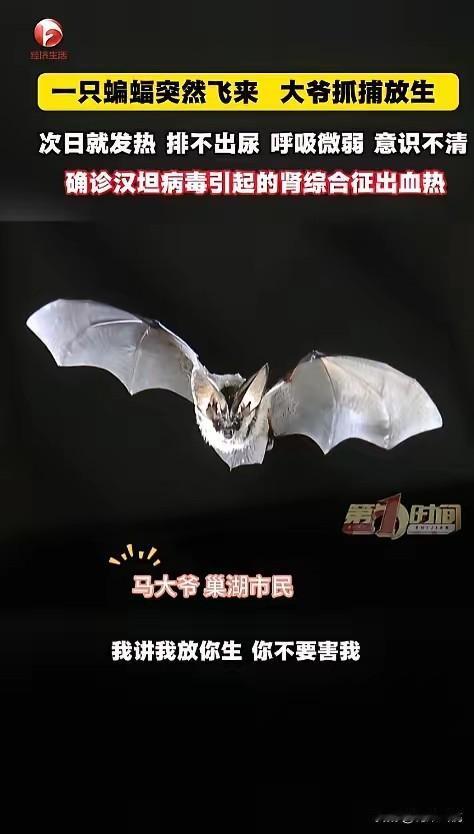 万万没想到，一只蝙蝠差点要了大爷的命！安徽巢湖，一只蝙蝠误入大爷家，大爷伸手