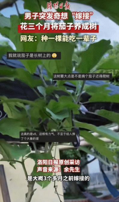 “这脑子是真好用！”江西一名男子看着自家地里的茄子，突然冒出一个大胆想法，既然果
