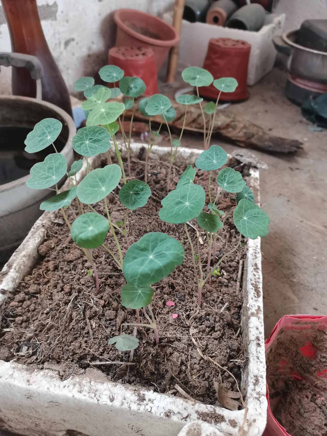 旱金莲顺利出苗了！种了三年了，才认识到了旱金莲既怕热又怕冷，年年播种最轻松。