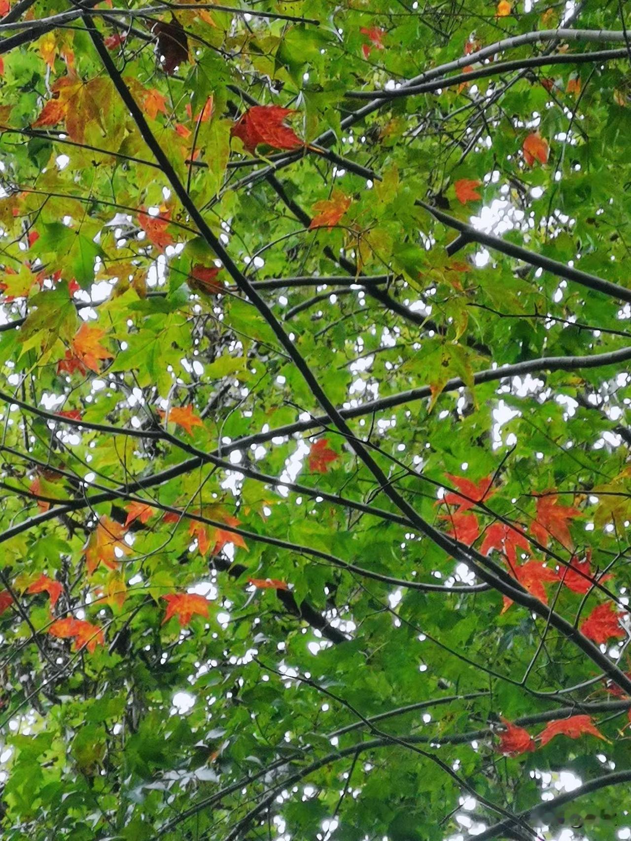 【广州周末徒步：从化千泷沟大瀑布】广州徒步党必看！亚洲最宽瀑布攻略：40分钟直