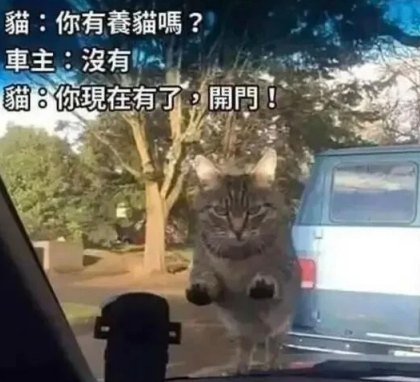 现在开始，你就有猫了