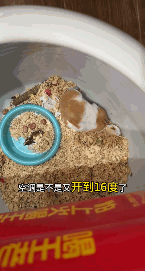 笑不活了！河南一名女子觉得天气太热了，所以把家里的空调温度开的非常低，没成想女子
