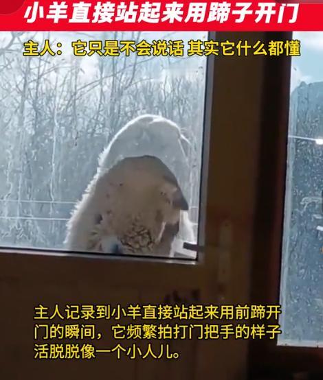 真是成精了！7月31日无线石家庄报道，河北，一个男子刚忙碌完，正坐在屋里休息时，