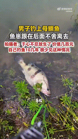 近日，河南信阳，男子钓上母鳜鱼，鱼崽跟在后面不舍离去。当事人周先生称钓了一条7、