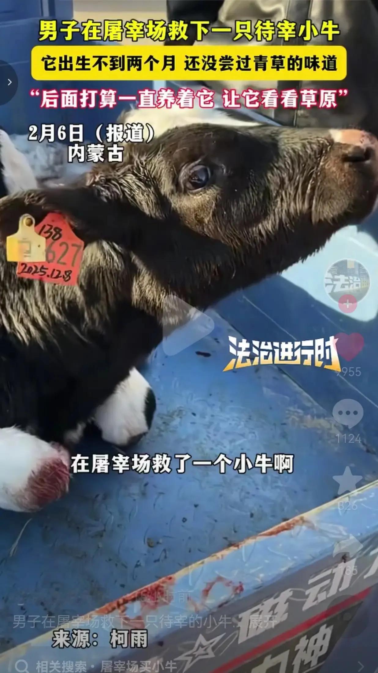 近日，内蒙古，一男子本来是去屠宰场买肉的，结果在屠宰场看见一头小黑牛。只见它蜷缩