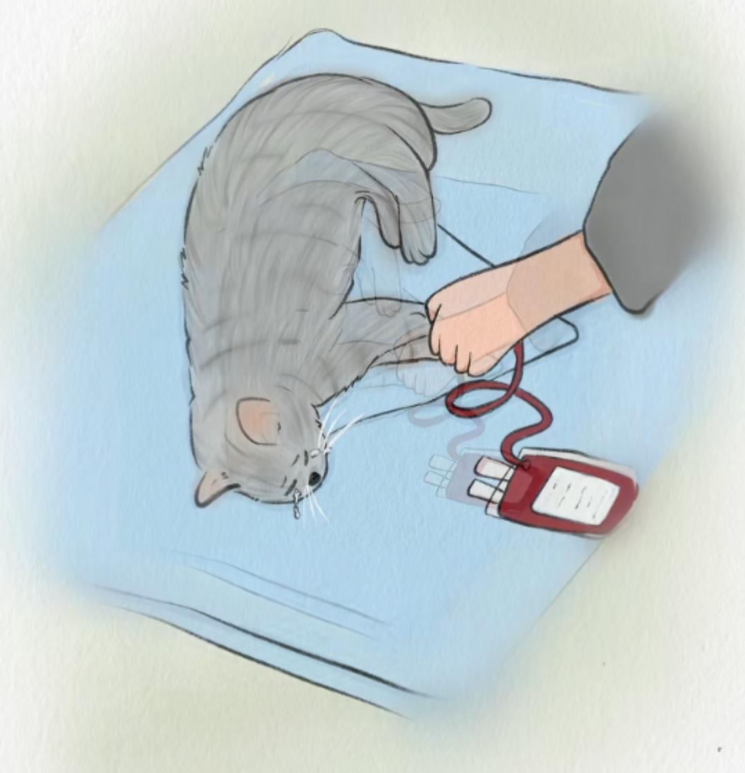 一只流浪猫被抽3-4袋血，一袋血卖800块。这么恐怖吗？流浪猫们，自己找吃的，