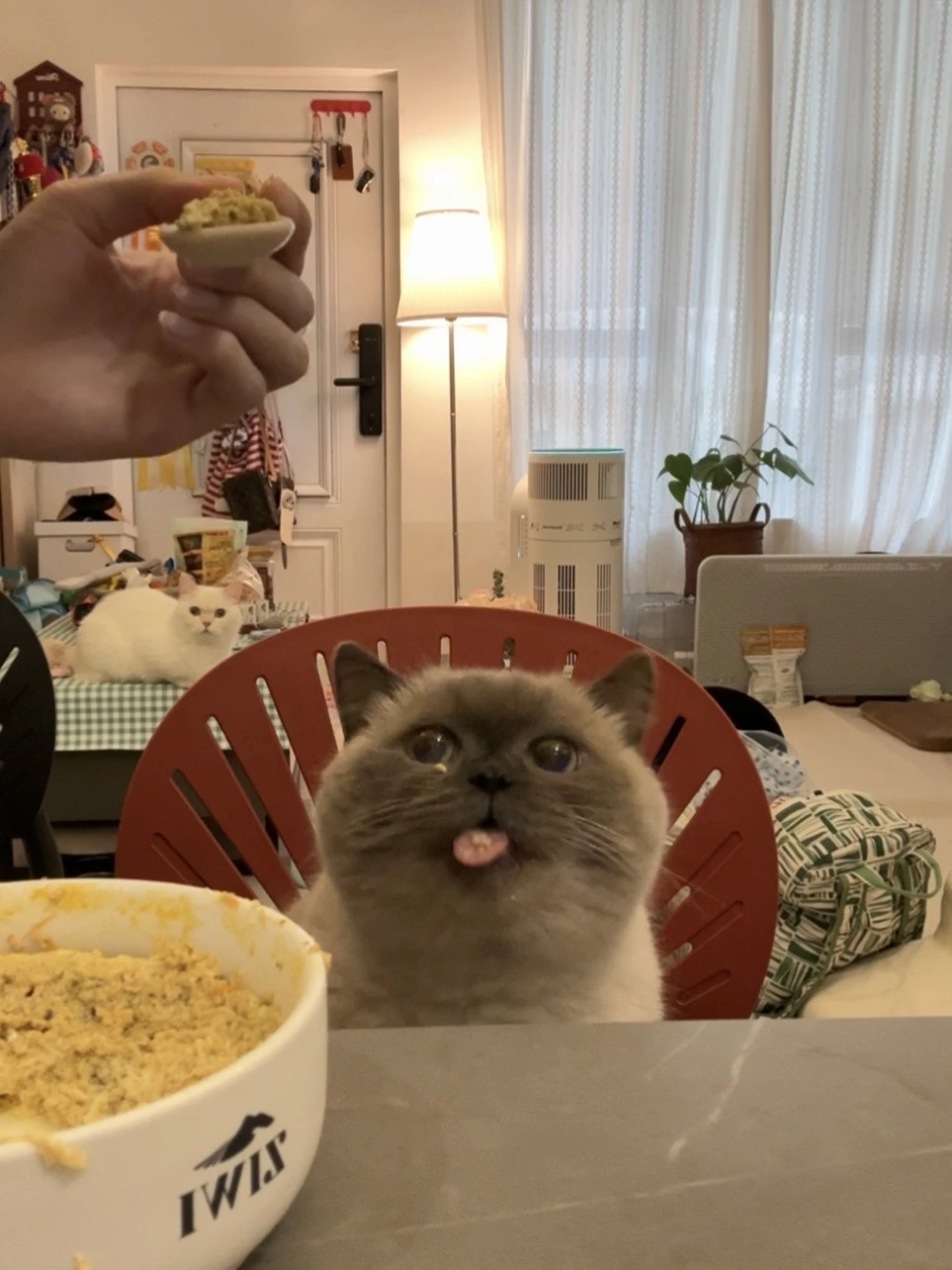 从没在小猫脸上看过这种表情