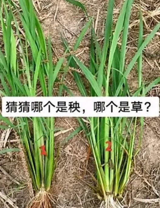 考大家那个是秧哪个是草