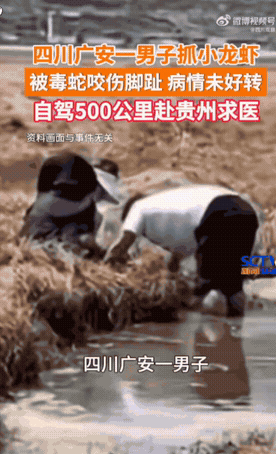 四川广安，一名男子深夜私自前往水田捕捉小龙虾，不幸被毒蛇咬伤脚趾，剧毒快速扩散，