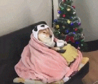 孩子们真的喜欢圣诞老人吗?