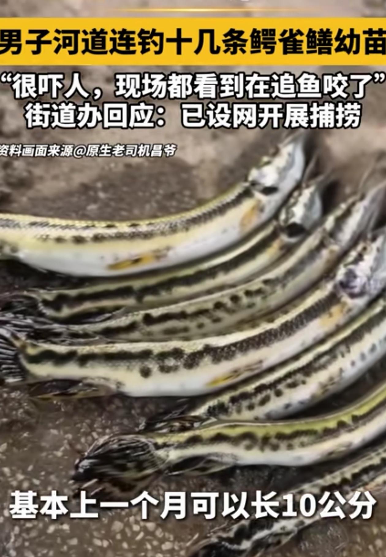 “必须严惩！”广东广州，男子在小河边钓鱼，结果钓上来一只嘴巴很像鳄鱼的小鱼，他一