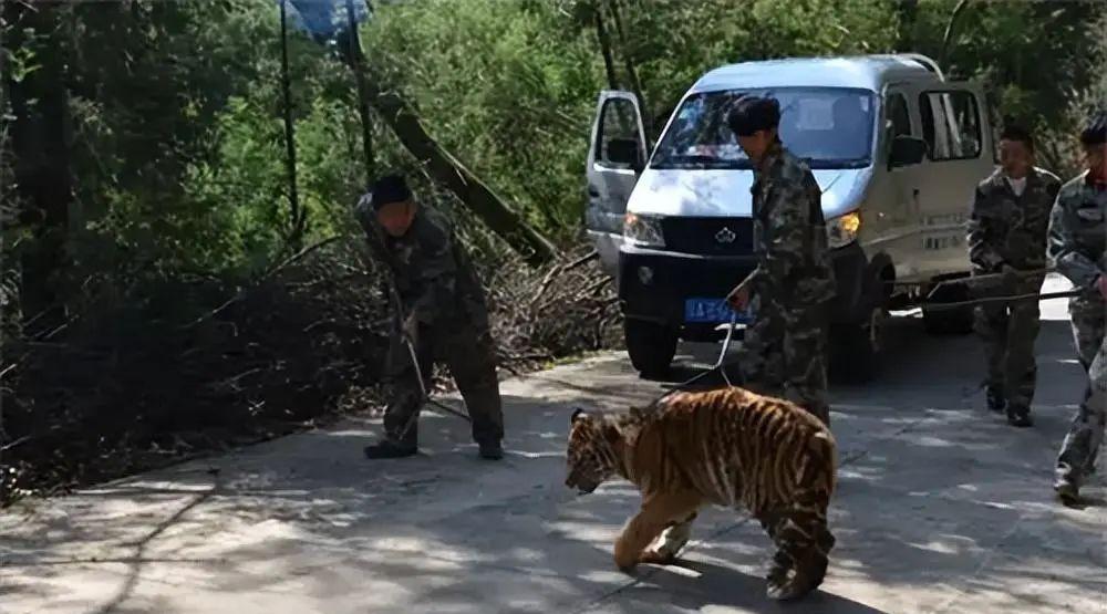 8年了！八达岭老虎伤人案：母亲舍命救女，女儿至今未获父亲原谅，到底谁该担责？