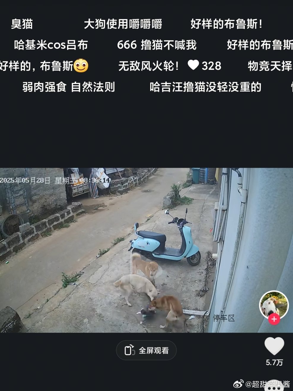 有些东西是赛博老鼠转世么，三条狗围攻一只猫它们在弹幕叫好，还骂驱赶狗的男人是劳布