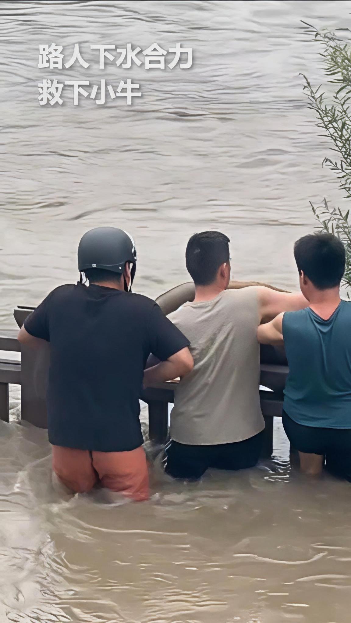 这一幕真的让人感动！近日，在浙江金华，由于洪水导致河道水位上涨严重，两头耕牛被