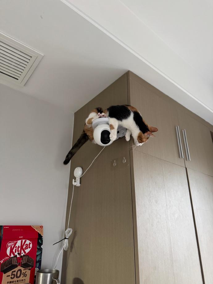 小猫发现了家里监控唯一的死角