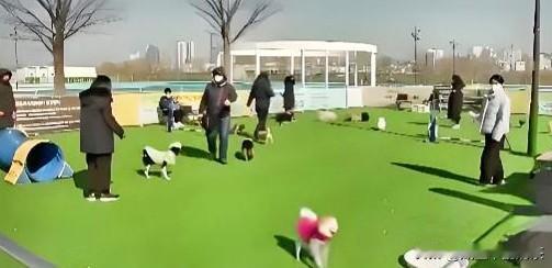 这下韩国人算是彻底破防了，养个狗都能养出“通胀危机”来。新华社1月12日报道