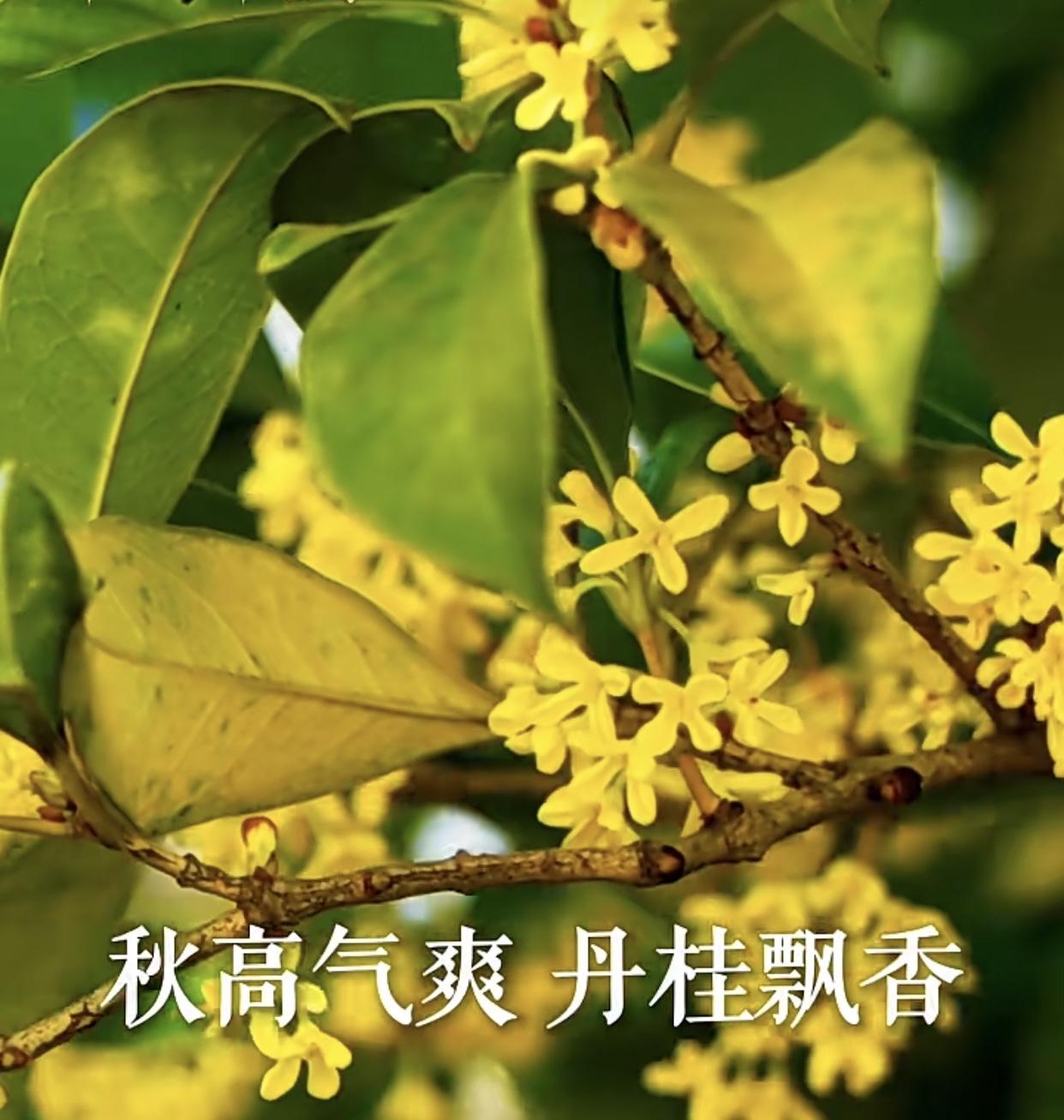 【09.25修身心语】㊗️中秋快乐阖家安康！有一种幸福，叫有人惦记。没有哪