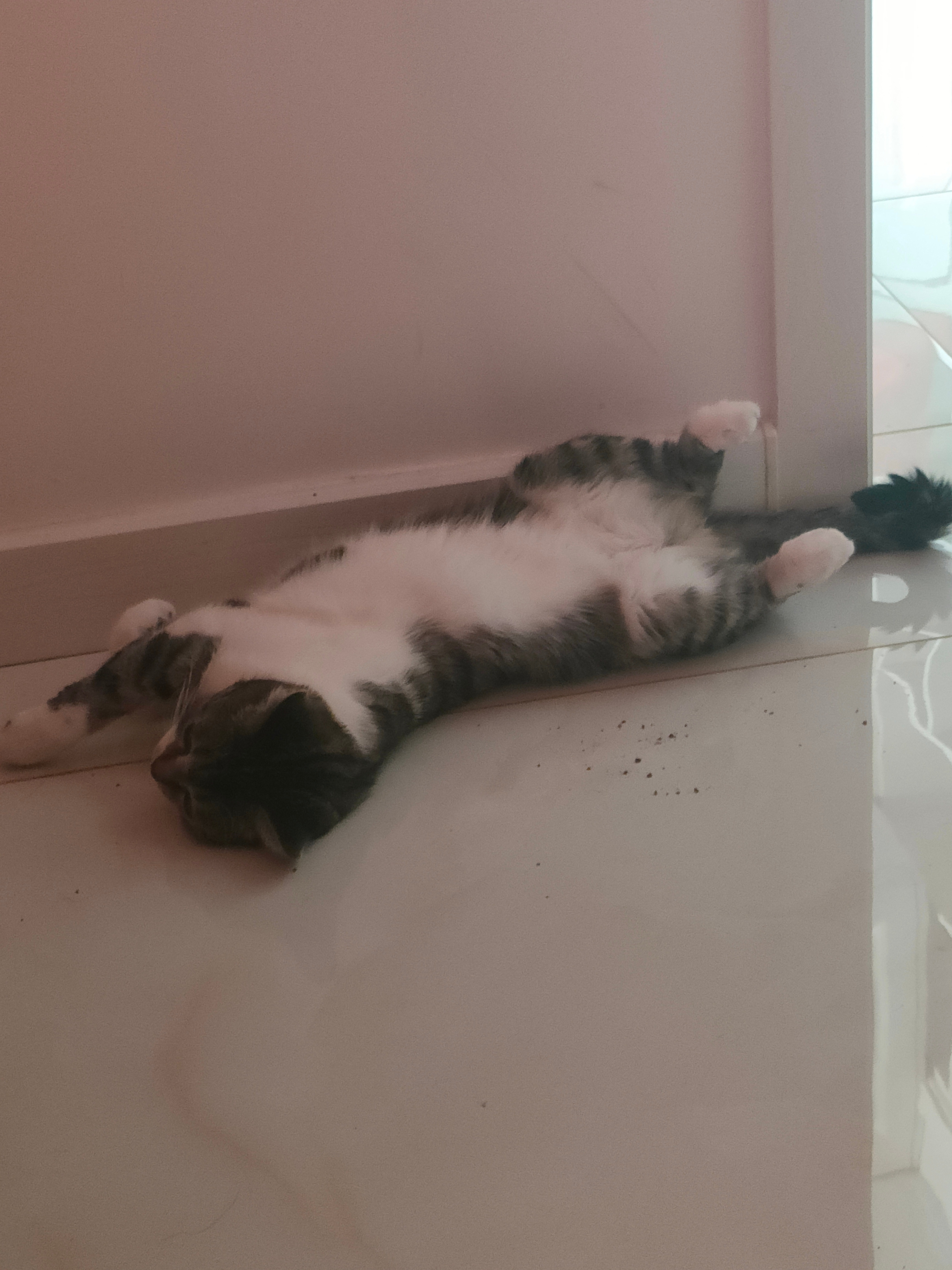 哪里还有个小姑娘的样子！吃完鸡肝就这么一躺！把鸡肝渣渣都压在身下了！