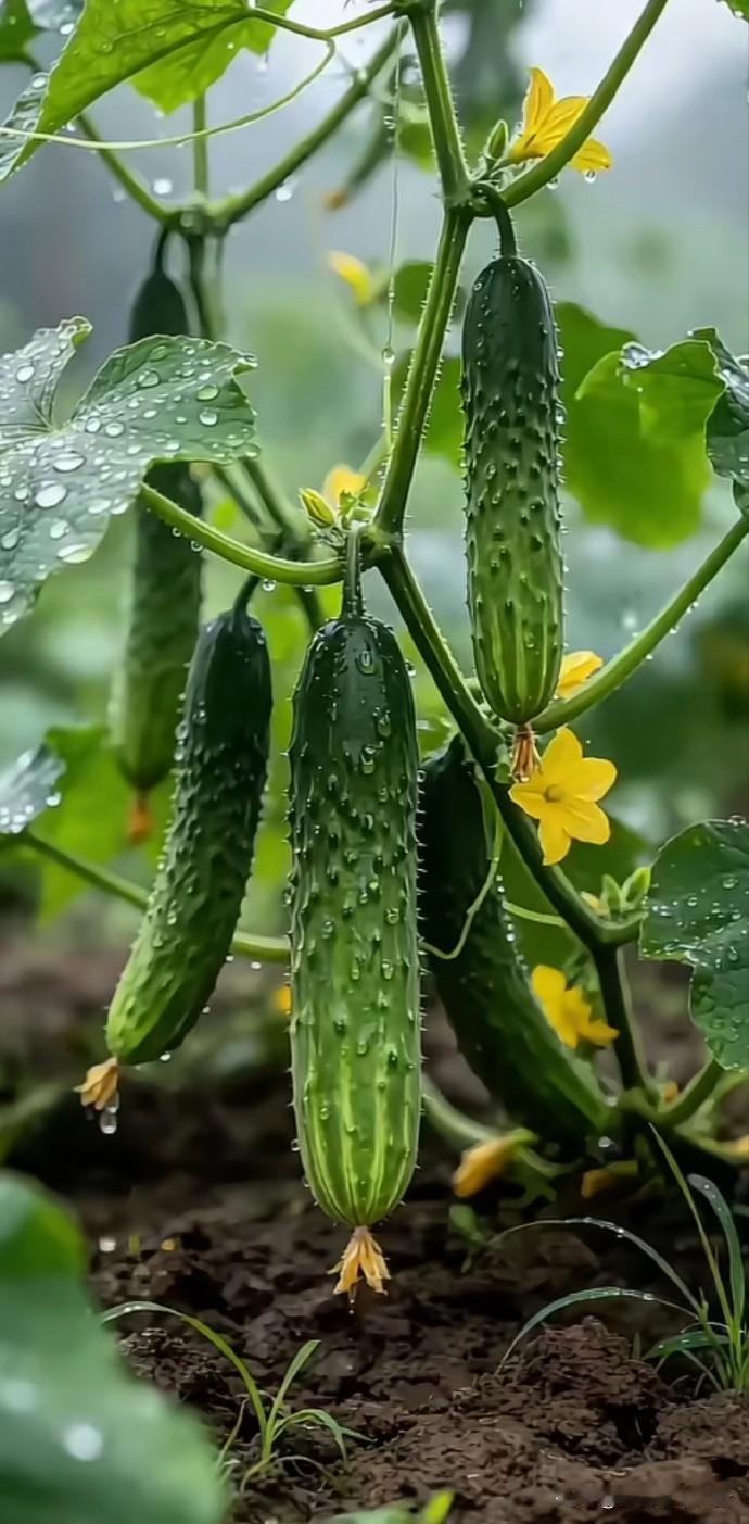 人间烟火，藏于新鲜蔬果之间。翠绿的青菜、饱满的瓜果，带着泥土自然的气息。不必奔赴