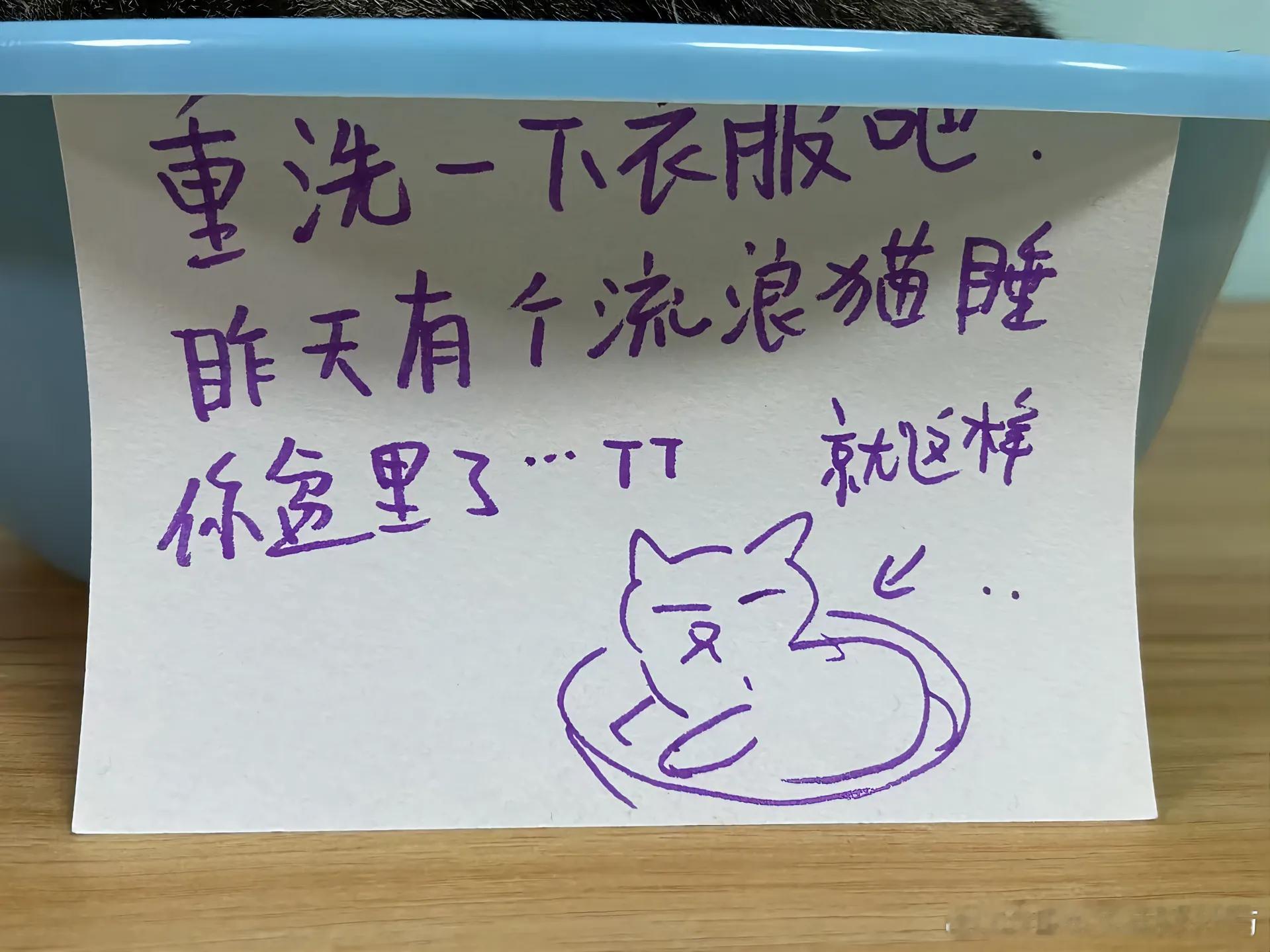 在学校洗衣服的好处belike洗衣盆里会随机刷新小猫可爱到有点舍不得拿盆了日常校