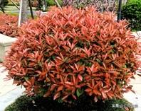 红叶石楠（学名Photinia×fraseri），蔷薇科石楠属常绿灌木/小