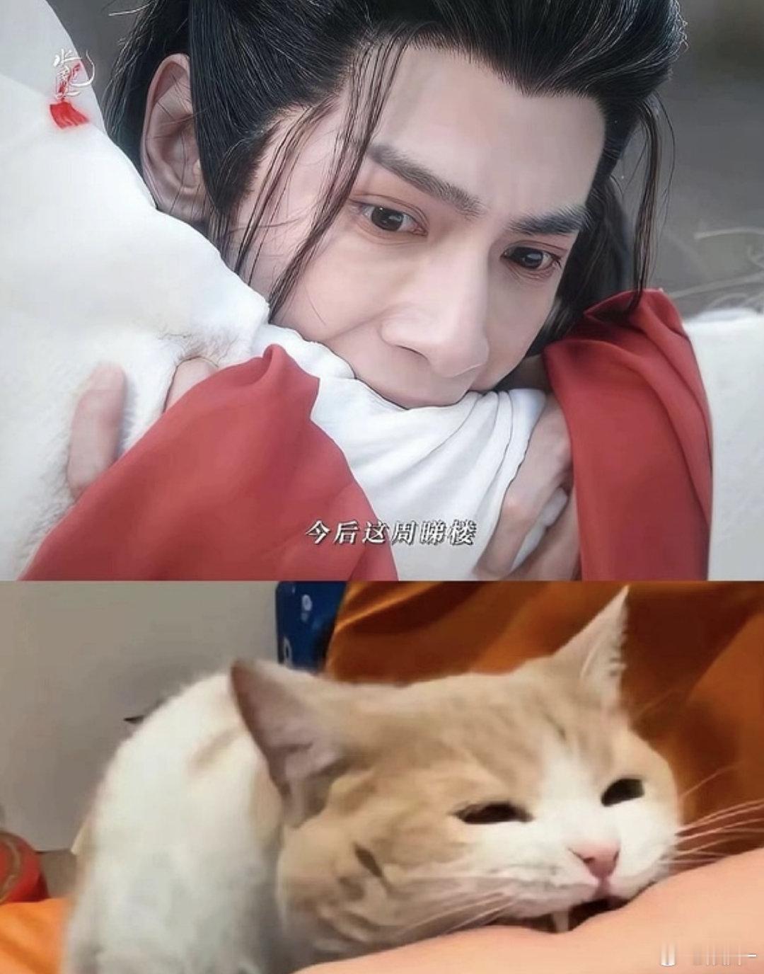 像不像刚捡到的一只小狐狸呲牙又害怕​​​