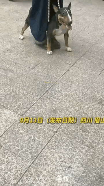 四川仁寿3岁女童被咬的事，我最愤怒的不是狗，是那个狗主人。迷你牛头梗，名字带“