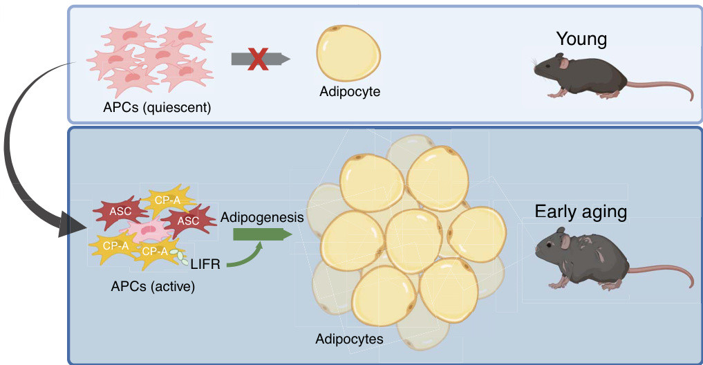 原来中年发福不是因为代谢变差中年容易发福当然跟代谢有关系！有人说，中年发福不是代