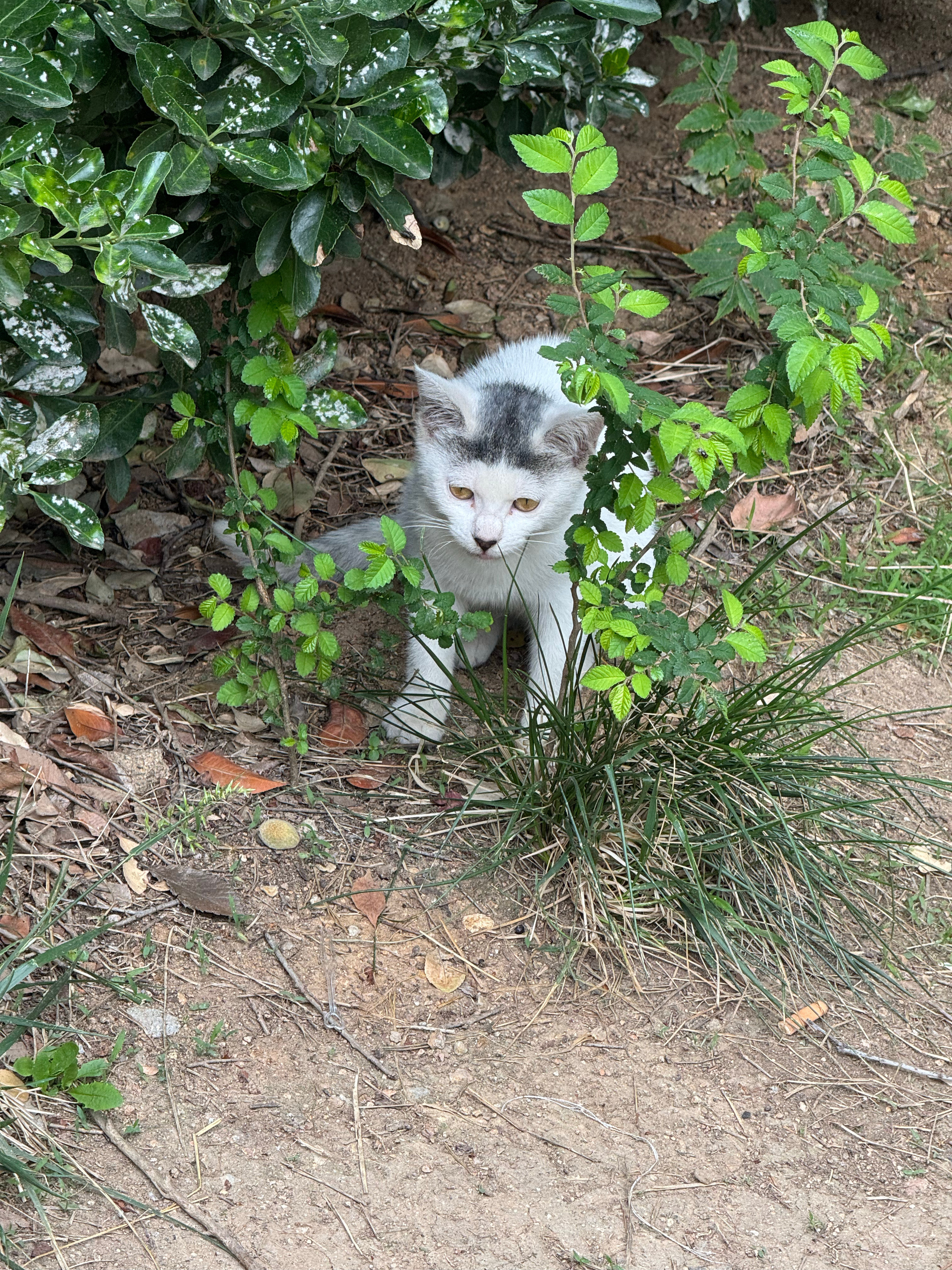 好可爱的小猫咪想带回家