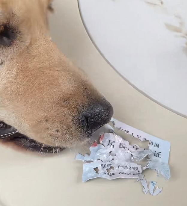 最近有个博主火了，火得让人哭笑不得。她的身份证被自家小狗咬的稀碎，结果意外“曝光