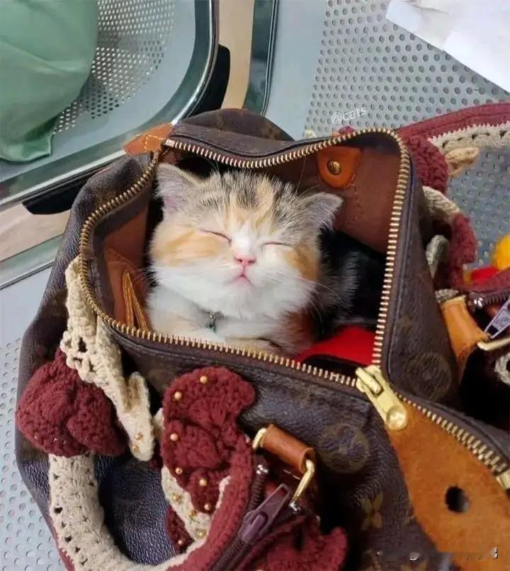 凤非梧桐不栖，猫非驴包不睡💤。​​​