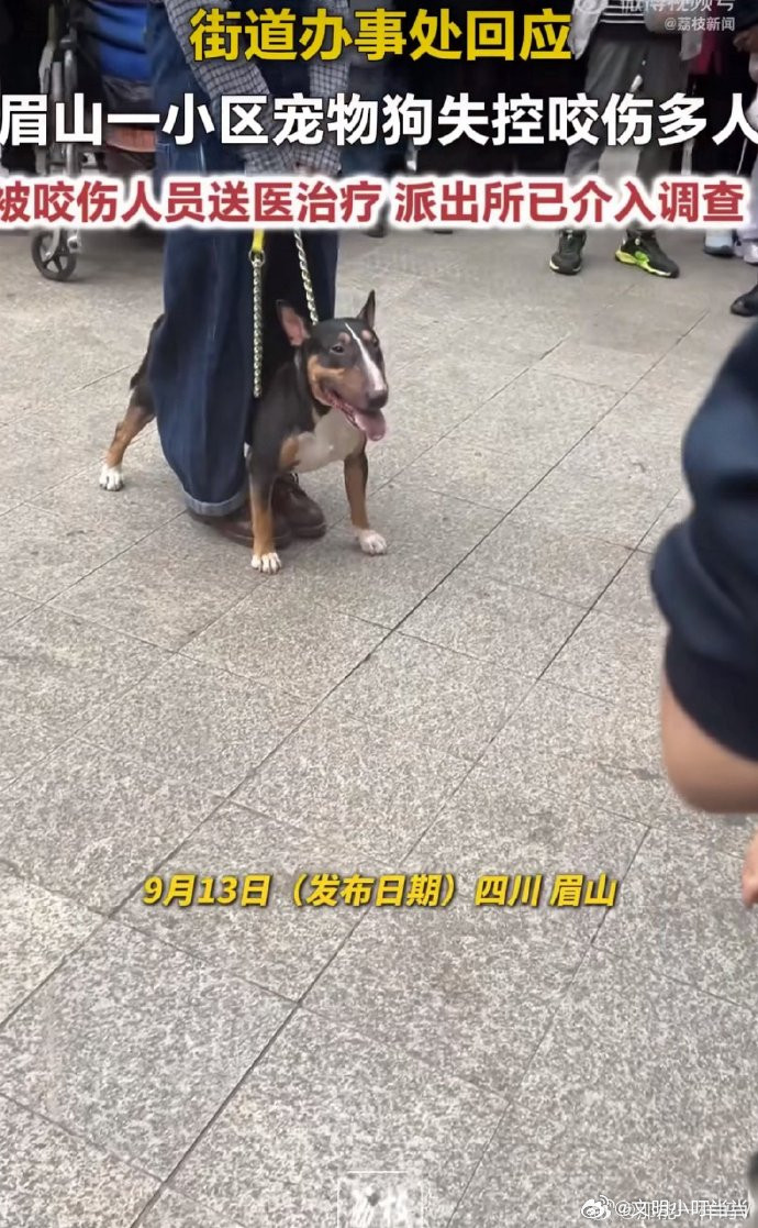 眉山一小区宠物狗失控咬伤多人牵着狗狗的女士好孤单好无助，任何时刻只有忠犬陪伴在