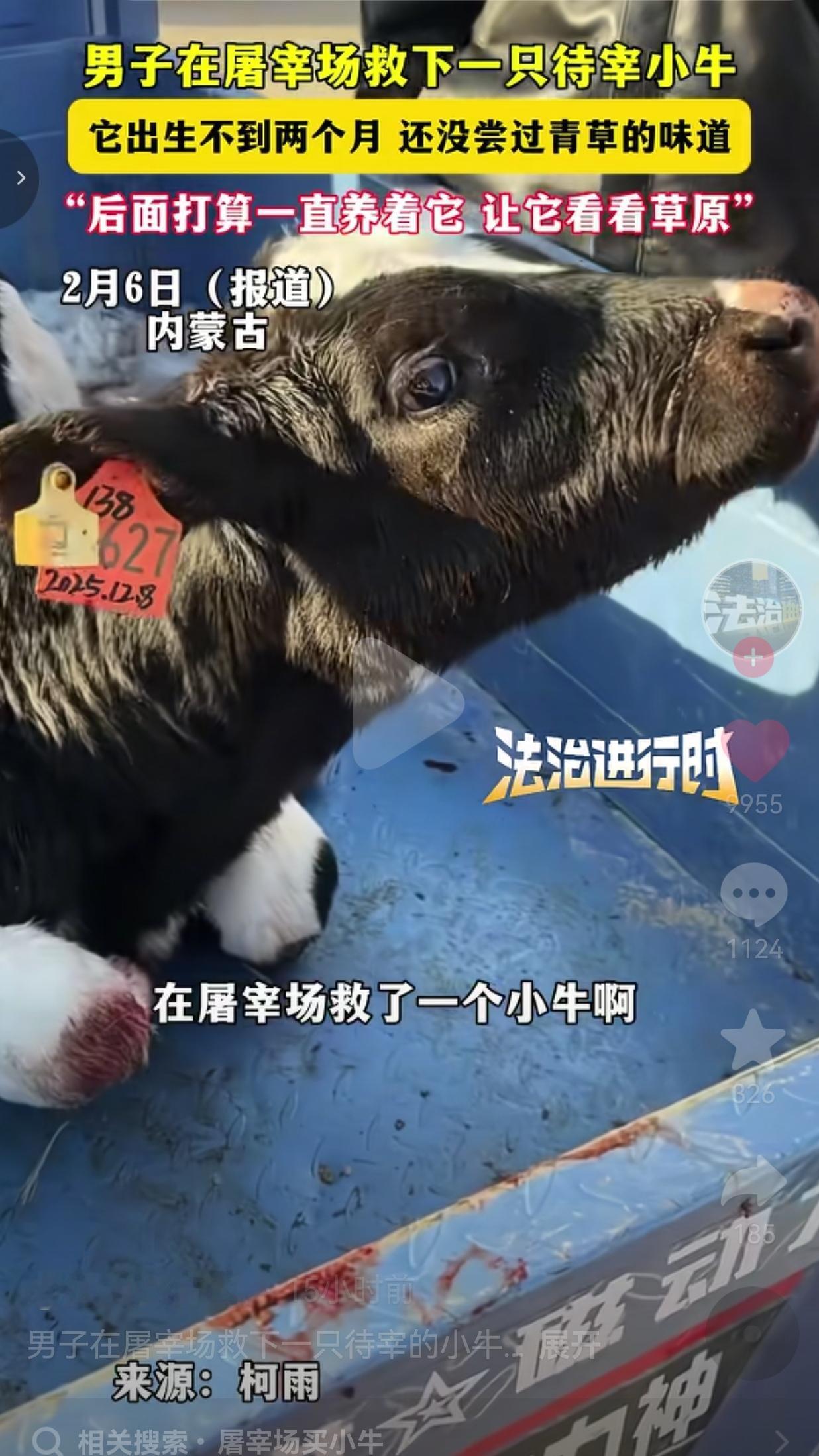 近日，内蒙古，一男子本来是去屠宰场买肉的，结果在屠宰场看见一头小黑牛。只见它蜷缩