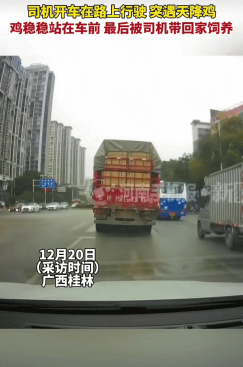 这“车标”有点大！广西桂林，女子开车在路上行驶。突然，一只母鸡掉在她的车引擎盖上