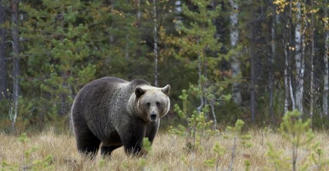 为了验证人类能否徒手搏杀棕熊，1949年，外国人曾举办过一场棕熊与拳击手对战的比