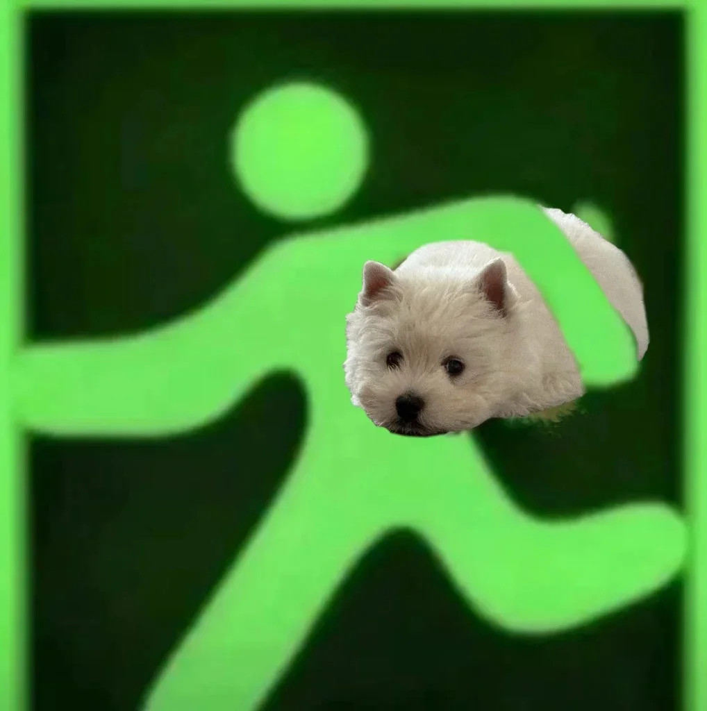 大家八月有遇到什么小可爱吗？​​​