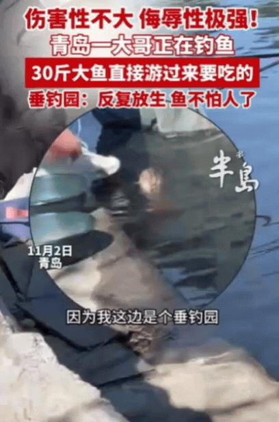 伤害性不大，侮辱性极强！青岛一大哥正在钓鱼，结果，30斤大鱼直接游到他面前，嘴巴