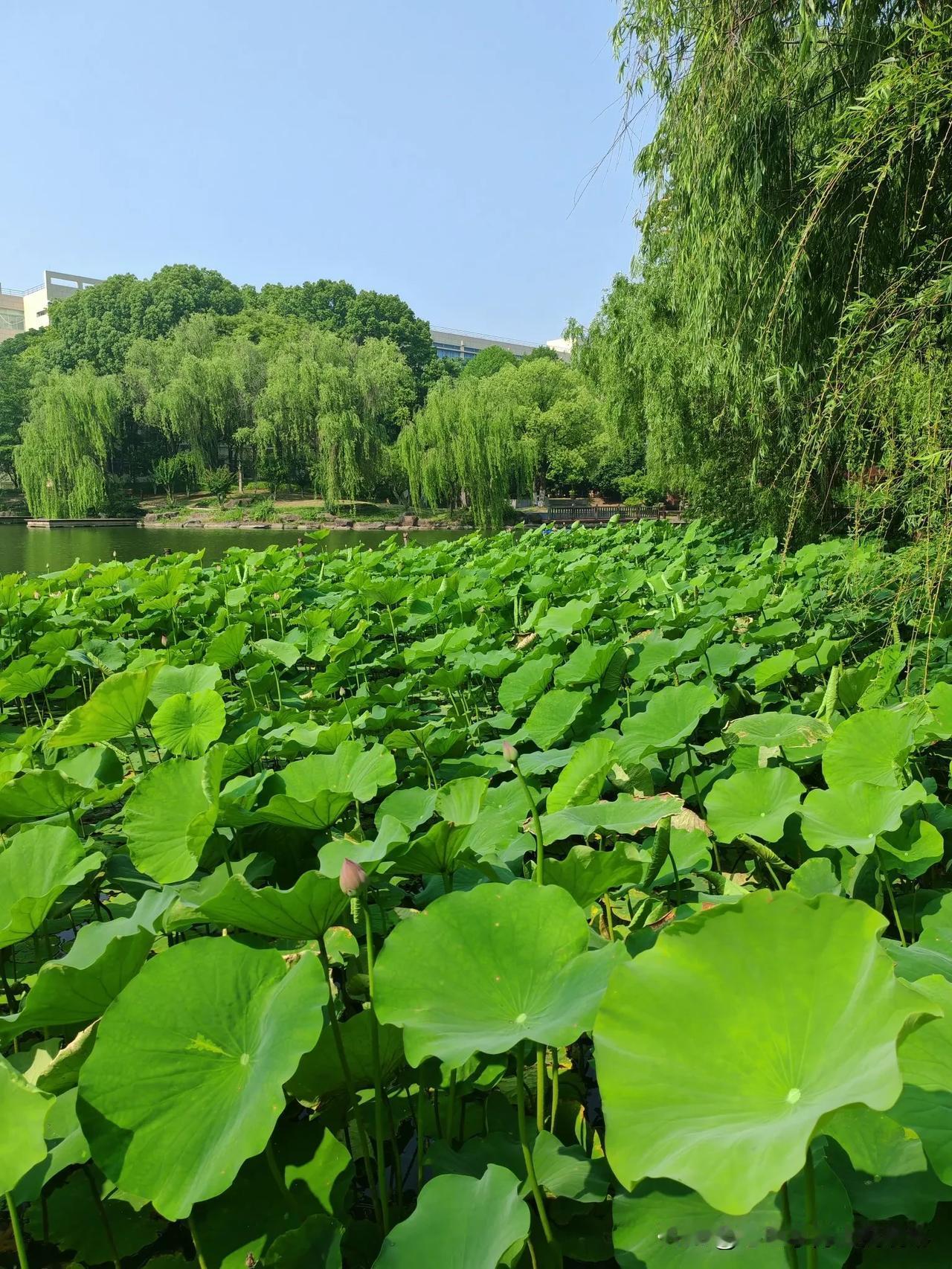 旅行中偶遇池塘的荷花，路旁的白鹅慵懒地在草地上晒太阳☀，五月底的荷塘真的是小荷才