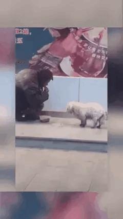 流浪汉看到流浪狗眼巴巴的看自己吃东西，不忍心将食物分给狗狗一半。流浪狗看到流浪汉