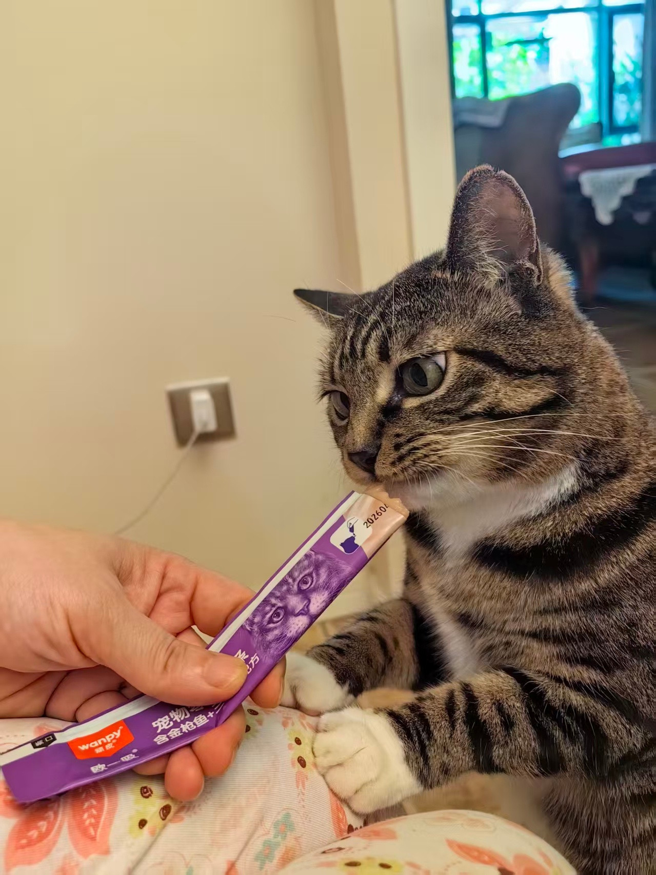 小豹。。最近吃了非常多的猫条