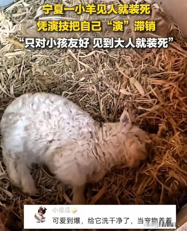 “装死羊”身价飙至30万，装死绝非演技，而是这个原因！宁夏一只出