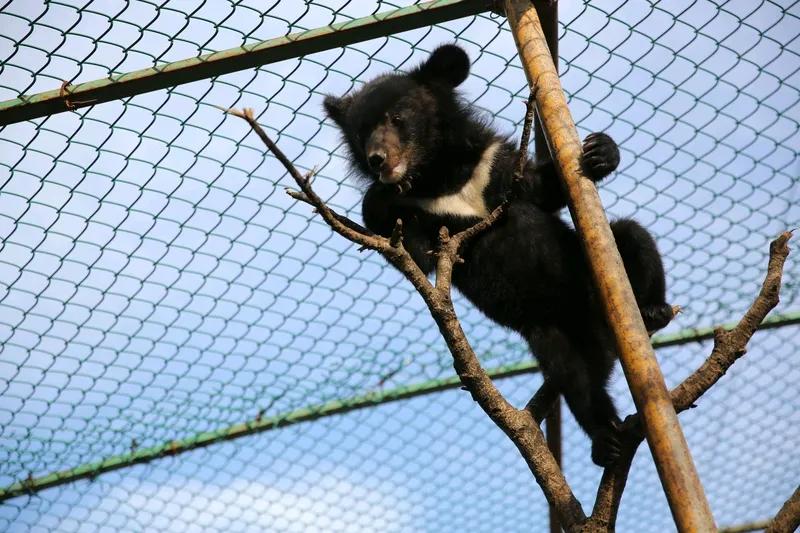 无人伤亡12月6日下午3点50分，杭州野生动物园出大事了！表演快结束时，一只黑