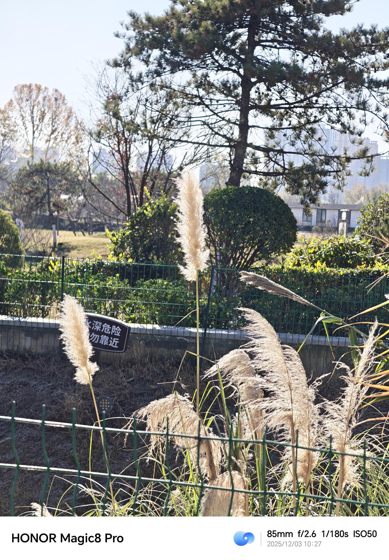 荣耀Magic8Pro这逆光算法真的是挺强的，已经在某种程度上压过逆光之王小米1