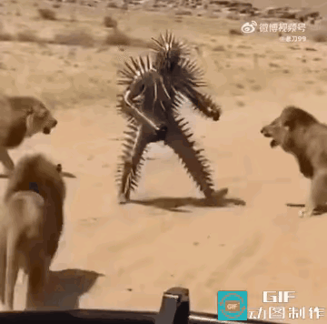 如果真的穿上这一身带刺的盔甲，那一定能在非洲大草原横着走，所有包括狮子在内的猛兽