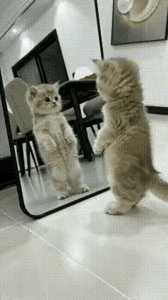 笑喷了！一女子，为了方便自己试衣服，买了一块全身镜放在客厅里。​​现在猫咪每天